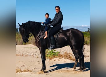 Andalusier, Wallach, 11 Jahre, 170 cm, Rappe