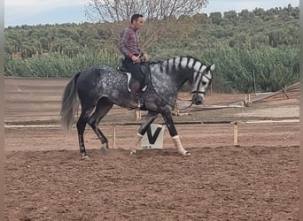 Andalusier, Wallach, 11 Jahre, 175 cm, Apfelschimmel
