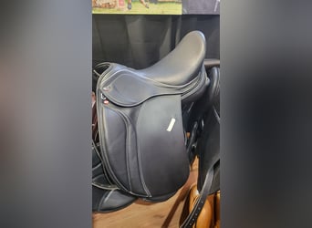 Andalusier, Wallach, 11 Jahre, 175 cm, Apfelschimmel
