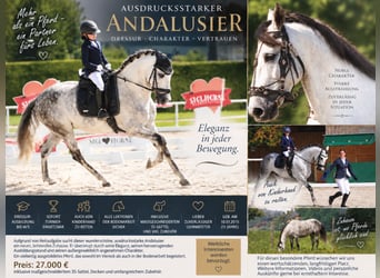 Andalusier, Wallach, 11 Jahre, 175 cm, Apfelschimmel