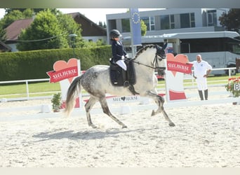 Andalusier, Wallach, 11 Jahre, 175 cm, Apfelschimmel