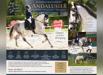 Andalusier, Wallach, 11 Jahre, 175 cm, Apfelschimmel
