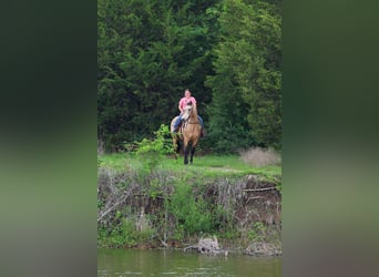 Andalusier, Wallach, 12 Jahre, 142 cm, Buckskin
