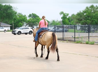 Andalusier, Wallach, 12 Jahre, 142 cm, Buckskin