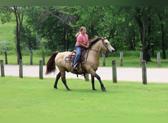 Andalusier, Wallach, 12 Jahre, 142 cm, Buckskin