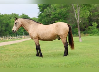 Andalusier, Wallach, 12 Jahre, 142 cm, Buckskin