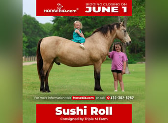 Andalusier, Wallach, 12 Jahre, 142 cm, Buckskin