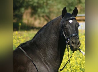 Andalusier Mix, Wallach, 12 Jahre, 147 cm, Rappe