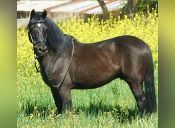 Andalusier Mix, Wallach, 12 Jahre, 147 cm, Rappe