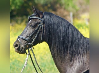 Andalusier Mix, Wallach, 12 Jahre, 147 cm, Rappe