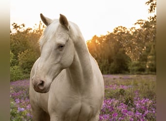 Andalusier, Wallach, 12 Jahre, 154 cm, Cremello