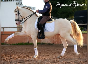 Andalusier, Wallach, 12 Jahre, 158 cm, Perlino