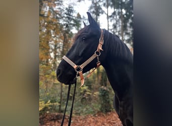 Andalusier, Wallach, 12 Jahre, 162 cm, Rappe