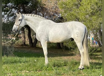 Andalusier, Wallach, 12 Jahre, 164 cm, Apfelschimmel