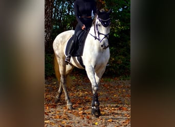 Andalusier, Wallach, 12 Jahre, 170 cm, Apfelschimmel