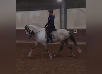 Andalusier, Wallach, 12 Jahre, 170 cm, Apfelschimmel