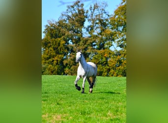 Andalusier, Wallach, 12 Jahre, 170 cm, Apfelschimmel