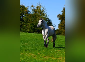 Andalusier, Wallach, 12 Jahre, 170 cm, Apfelschimmel