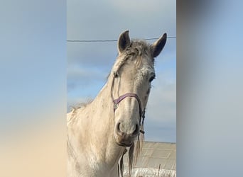 Andalusier, Wallach, 12 Jahre, 175 cm, Schimmel