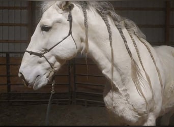 Andalusier, Wallach, 12 Jahre, 175 cm, Schimmel