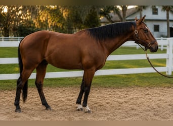 Andalusier Mix, Wallach, 12 Jahre, Rotbrauner