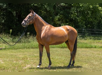 Andalusier Mix, Wallach, 12 Jahre, Rotbrauner