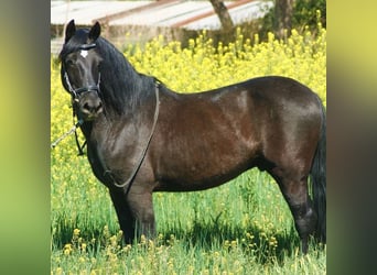 Andalusier Mix, Wallach, 13 Jahre, 147 cm, Rappe