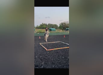 Andalusier, Wallach, 13 Jahre, 148 cm, Fliegenschimmel