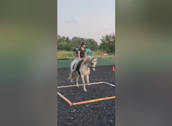 Andalusier, Wallach, 13 Jahre, 148 cm, Fliegenschimmel