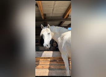 Andalusier, Wallach, 13 Jahre, 148 cm, Fliegenschimmel