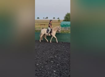 Andalusier, Wallach, 13 Jahre, 148 cm, Fliegenschimmel