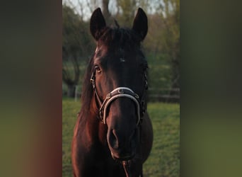 Andalusier, Wallach, 13 Jahre, 150 cm, Dunkelbrauner
