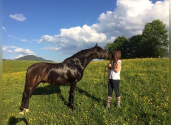 Andalusier, Wallach, 13 Jahre, 152 cm, Rappe