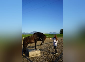 Andalusier, Wallach, 13 Jahre, 152 cm, Rappe