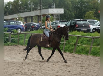 Andalusier, Wallach, 13 Jahre, 152 cm, Rappe