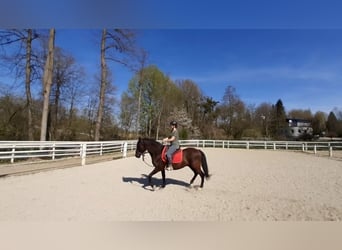 Andalusier, Wallach, 13 Jahre, 152 cm, Rappe