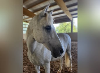 Andalusier, Wallach, 13 Jahre, 153 cm, Fliegenschimmel