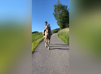 Andalusier, Wallach, 13 Jahre, 154 cm, Palomino