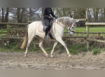 Andalusier, Wallach, 13 Jahre, 156 cm, Schimmel