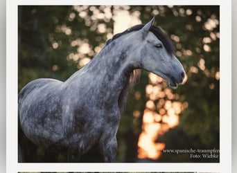 Andalusier, Wallach, 13 Jahre, 158 cm, Apfelschimmel