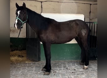 Andalusier, Wallach, 13 Jahre, 160 cm, Rappe