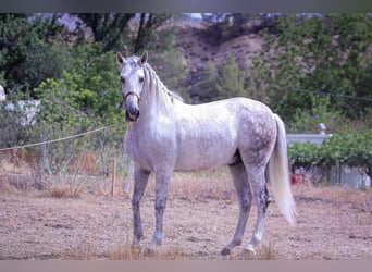 Andalusier, Wallach, 13 Jahre, 164 cm, Schimmel