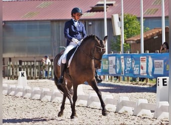 Andalusier, Wallach, 13 Jahre, 166 cm, Dunkelbrauner