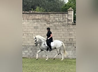 Andalusier, Wallach, 13 Jahre, 166 cm, Schimmel