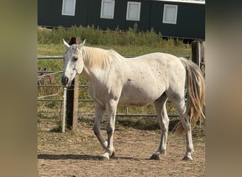 Andalusier, Wallach, 13 Jahre