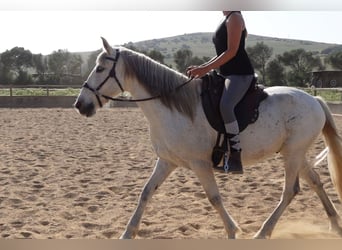 Andalusier, Wallach, 14 Jahre, 150 cm, Apfelschimmel