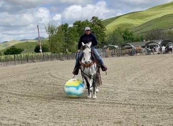 Andalusier, Wallach, 14 Jahre, 150 cm, Schimmel