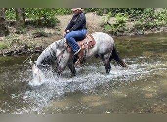 Andalusier, Wallach, 14 Jahre, 150 cm, Schimmel