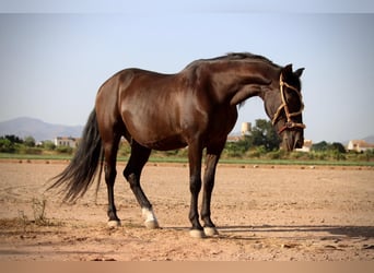 Andalusier Mix, Wallach, 14 Jahre, 154 cm, Rappe