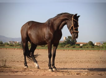 Andalusier Mix, Wallach, 14 Jahre, 154 cm, Rappe